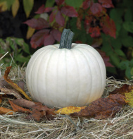 Moonshine Pumpkin
